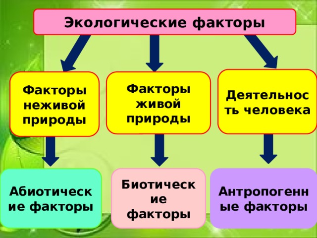 Экологические факторы Деятельность человека Факторы неживой природы Факторы живой природы Абиотические факторы Биотические факторы Антропогенные факторы 