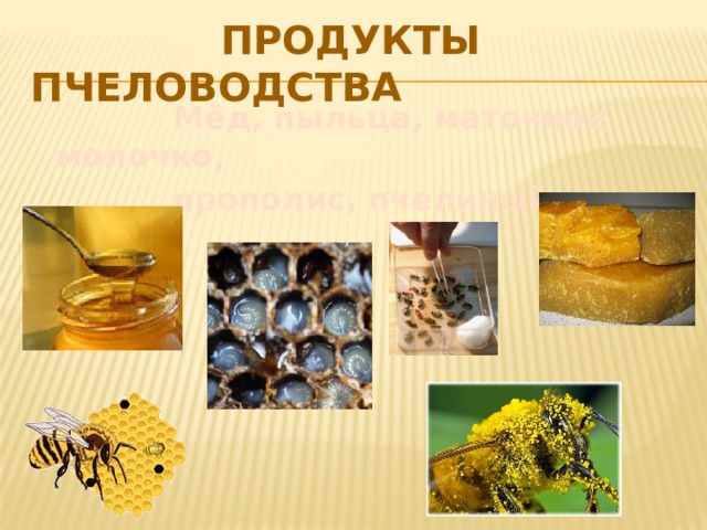   продукты пчеловодства     Мёд, пыльца, маточное молочко,  прополис, пчелиный яд, воск 
