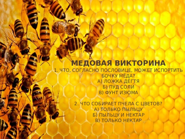 Медовая викторина  1. Что, согласно пословице, может испортить бочку мёда?  А) Ложка дёгтя  Б) Пуд соли  В) Фунт изюма     2. Что собирает пчела с цветов?  А) Только пыльцу  Б) Пыльцу и нектар  В) Только нектар   