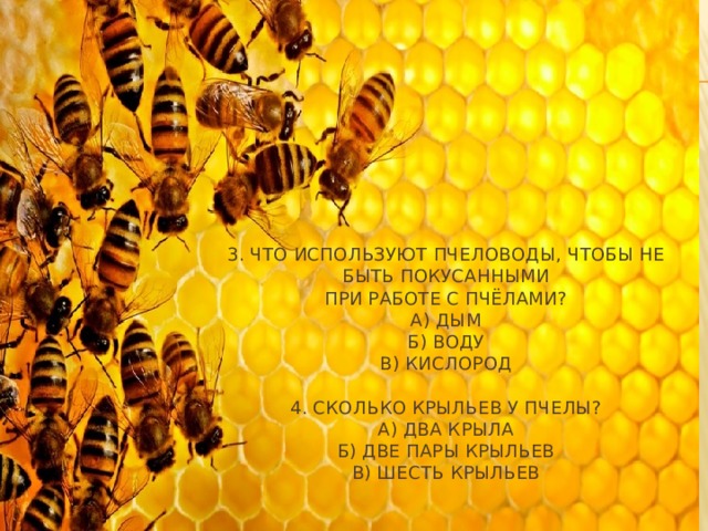 3. Что используют пчеловоды, чтобы не быть покусанными  при работе с пчёлами?  А) Дым  Б) Воду  В) Кислород     4. Сколько крыльев у пчелы?  А) Два крыла  Б) Две пары крыльев  В) Шесть крыльев   