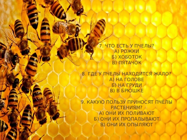 7. Что есть у пчелы?  А) Рожки  Б) Хоботок  В) Пятачок     8. Где у пчелы находится жало?  А) На голове  Б) На груди  В) В брюшке   9. Какую пользу приносят пчёлы растениям?  А) Они их поливают  Б) Они их пропалывают  В) Они их опыляют   