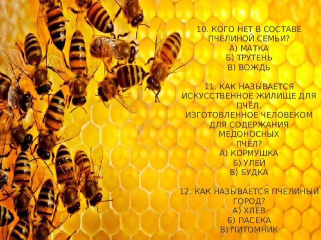 10. Кого нет в составе пчелиной семьи?  А) Матка  Б) Трутень  В) Вождь     11. Как называется искусственное жилище для пчёл,  изготовленное человеком для содержания медоносных  пчёл?  А) Кормушка  Б) Улей  В) Будка     12. Как называется пчелиный город?  А) Хлев  Б) Пасека  В) Питомник    