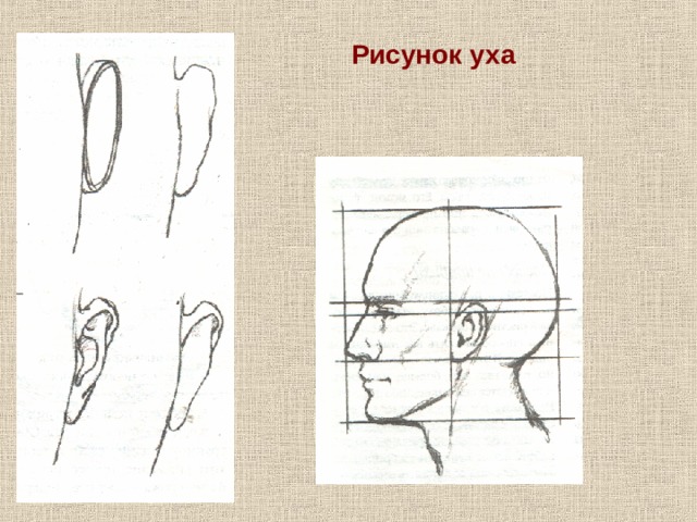 Рисунок уха 
