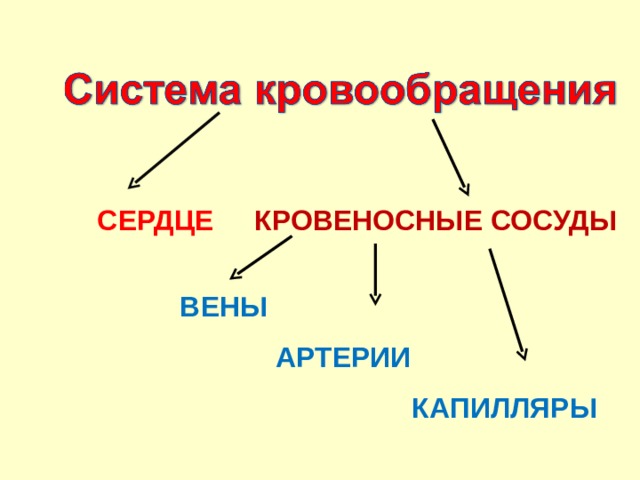 СЕРДЦЕ КРОВЕНОСНЫЕ СОСУДЫ ВЕНЫ АРТЕРИИ КАПИЛЛЯРЫ 