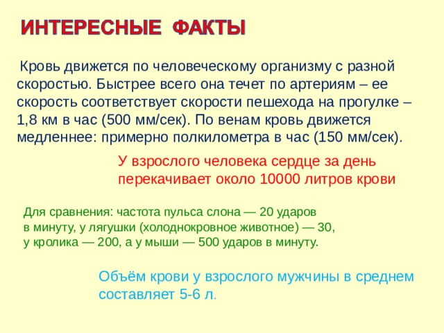   Кровь движется по человеческому организму с разной скоростью. Быстрее всего она течет по артериям – ее скорость соответствует скорости пешехода на прогулке – 1,8 км в час (500 мм/сек). По венам кровь движется медленнее: примерно полкилометра в час (150 мм/сек). У взрослого человека сердце за день перекачивает около 10000 литров крови Для сравнения: частота пульса слона — 20 ударов в минуту, у лягушки (холоднокровное животное) — 30, у кролика — 200, а у мыши — 500 ударов в минуту. Объём крови у взрослого мужчины в среднем составляет 5-6 л . 