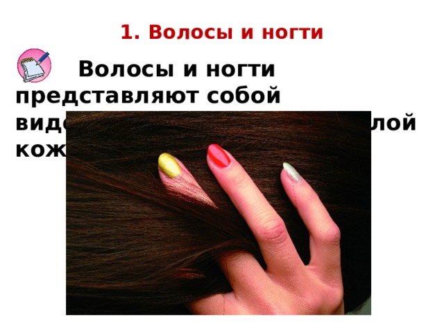 1. Волосы и ногти  Волосы и ногти представляют собой видоизменённый верхний слой кожи. 