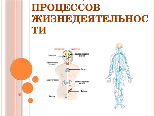 Регуляция процессов жизнедеятельности