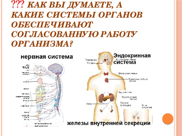 Рассмотри рисунок на стр 26 учебника вспомни какие системы органов образуют организм человека какие