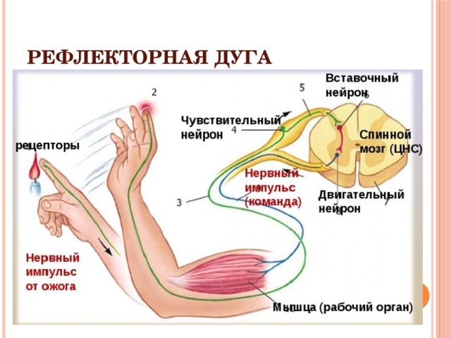 Рефлекторная дуга 