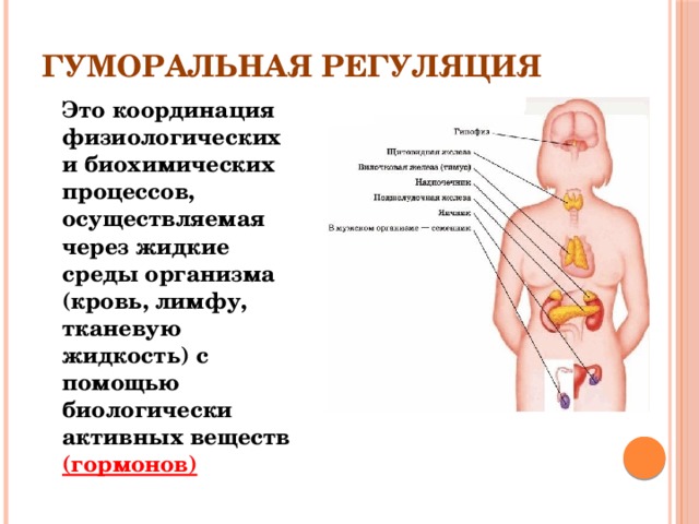 Гуморальной регуляции процессов