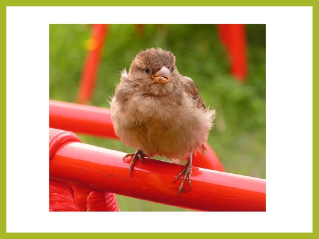 Чик, чирик! К зёрнышку прыг!  Клюй не робей! Кто это?.. 