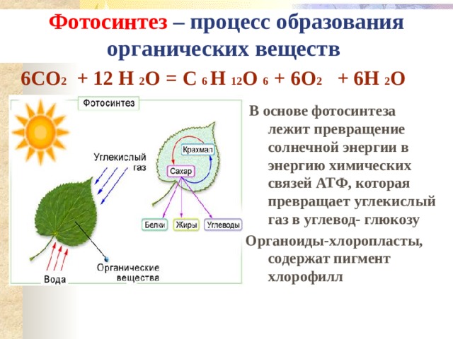 Фотосинтез – процесс образования органических веществ 6СО 2 + 12 Н 2 О = С 6 Н 12 О 6 + 6О 2 + 6Н 2 О  В основе фотосинтеза лежит превращение солнечной энергии в энергию химических связей АТФ, которая превращает углекислый газ в углевод- глюкозу Органоиды-хлоропласты, содержат пигмент хлорофилл 