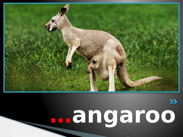  … angaroo 