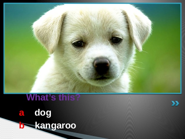  What’s this? a  dog b  kangaroo 