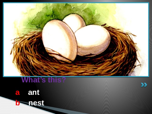  What’s this? a  ant b  nest 