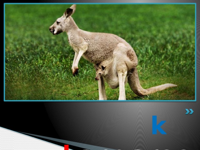 k  k angaroo 