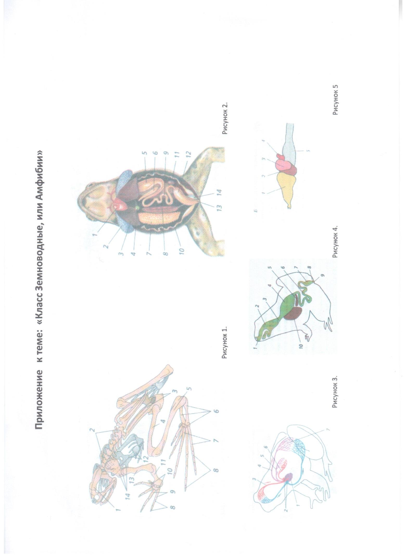 Контрольная по земноводных 8