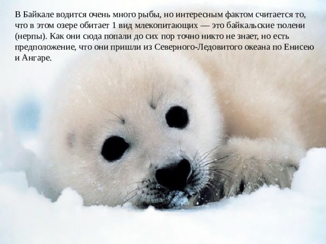 В Байкале водится очень много рыбы, но интересным фактом считается то, что в этом озере обитает 1 вид млекопитающих — это байкальские тюлени (нерпы). Как они сюда попали до сих пор точно никто не знает, но есть предположение, что они пришли из Северного-Ледовитого океана по Енисею и Ангаре. 