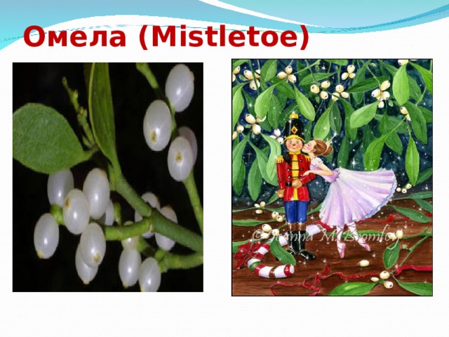 Омела (Mistletoe) 