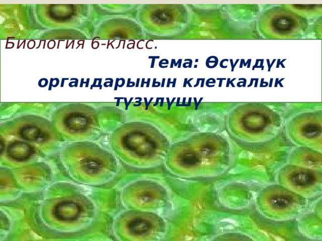 Биология 6-класс . Тема: Өсүмдүк органдарынын клеткалык түзүлүшү 