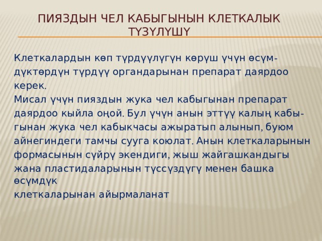 Пияздын чел кабыгынын клеткалык түзүлүшү Клеткалардын көп түрдүүлүгүн көрүш үчүн өсүм - дүктөрдүн түрдүү органдарынан препарат даярдоо керек . Мисал үчүн пияздын жука чел кабыгынан препарат даярдоо кыйла оңой . Бул үчүн анын эттүү калың кабы - гынан жука чел кабыкчасы ажыратып алынып , буюм айнегиндеги тамчы сууга коюлат . Анын клеткаларынын формасынын сүйрү экендиги , жыш жайгашкандыгы жана пластидаларынын түссүздүгү менен башка өсүмдүк клеткаларынан айырмаланат 