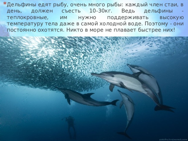Дельфины едят рыбу, очень много рыбы: каждый член стаи, в день, должен съесть 10-30кг. Ведь дельфины - теплокровные, им нужно поддерживать высокую температуру тела даже в самой холодной воде. Поэтому - они постоянно охотятся. Никто в море не плавает быстрее них! 