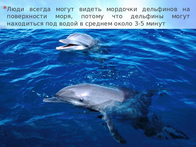 Люди всегда могут видеть мордочки дельфинов на поверхности моря, потому что дельфины могут находиться под водой в среднем около 3-5 минут 
