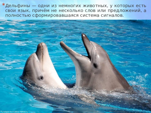 Дельфины — одни из немногих животных, у которых есть свои язык, причём не несколько слов или предложений, а полностью сформировавшаяся система сигналов.  