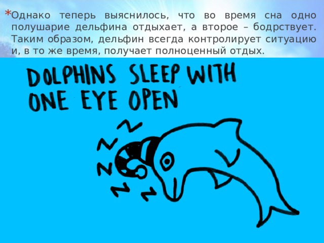 Однако теперь выяснилось, что во время сна одно полушарие дельфина отдыхает, а второе – бодрствует. Таким образом, дельфин всегда контролирует ситуацию и, в то же время, получает полноценный отдых.  
