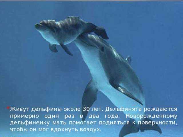 Живут дельфины около 30 лет. Дельфинята рождаются примерно один раз в два года. Новорожденному дельфиненку мать помогает подняться к поверхности, чтобы он мог вдохнуть воздух. 