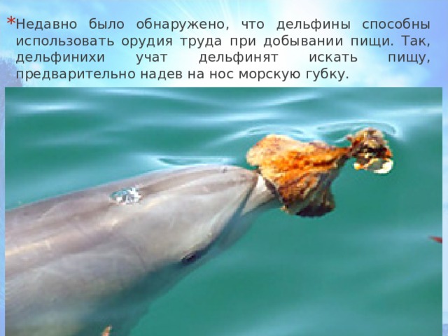 Недавно было обнаружено, что дельфины способны использовать орудия труда при добывании пищи. Так, дельфинихи учат дельфинят искать пищу, предварительно надев на нос морскую губку. 