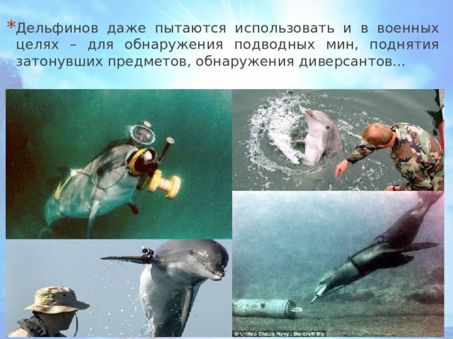 Дельфинов даже пытаются использовать и в военных целях – для обнаружения подводных мин, поднятия затонувших предметов, обнаружения диверсантов... 