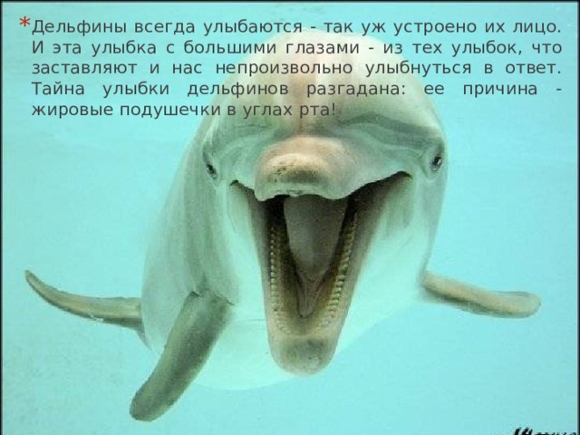 Дельфины всегда улыбаются - так уж устроено их лицо. И эта улыбка с большими глазами - из тех улыбок, что заставляют и нас непроизвольно улыбнуться в ответ. Тайна улыбки дельфинов разгадана: ее причина - жировые подушечки в углах рта! 