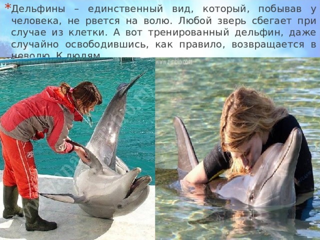 Дельфины – единственный вид, который, побывав у человека, не рвется на волю. Любой зверь сбегает при случае из клетки. А вот тренированный дельфин, даже случайно освободившись, как правило, возвращается в неволю. К людям... 