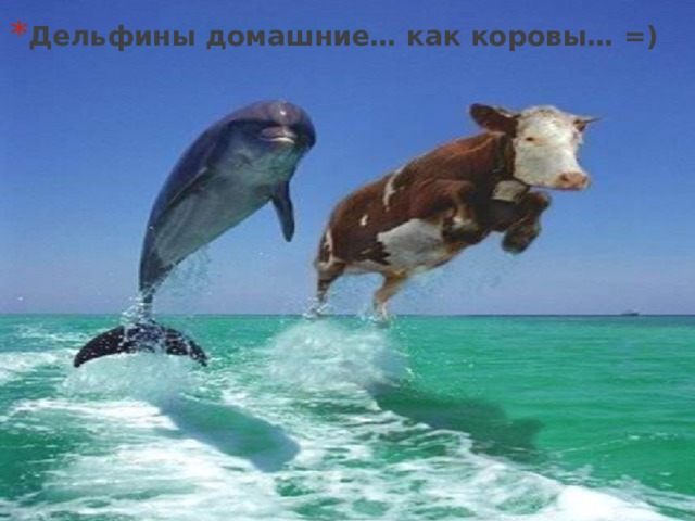 Дельфины домашние… как коровы… =)  