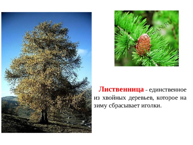 Лиственница  –  единственное из хвойных деревьев, которое на зиму сбрасывает иголки. 