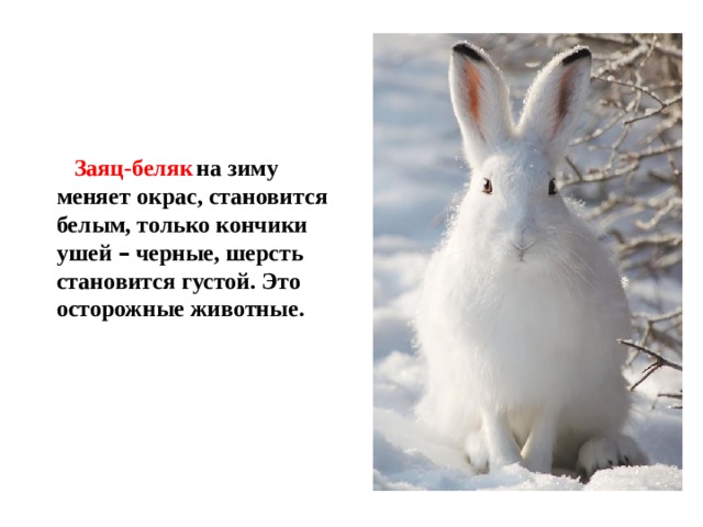 Заяц-беляк  на зиму меняет окрас, становится белым, только кончики ушей – черные, шерсть становится густой. Это осторожные животные. 