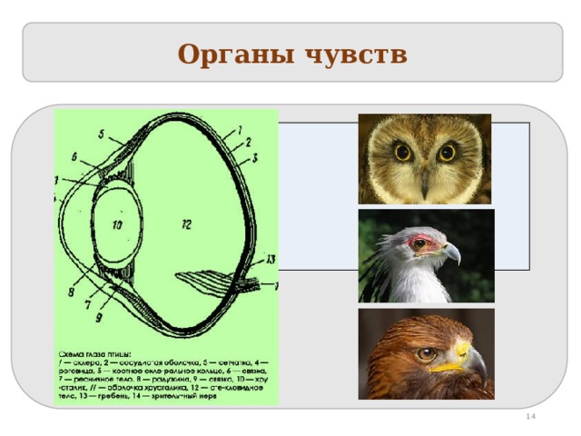 С каким животным ассоциируется мафия