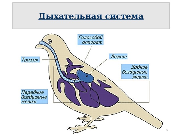 Схема органов выделения птиц