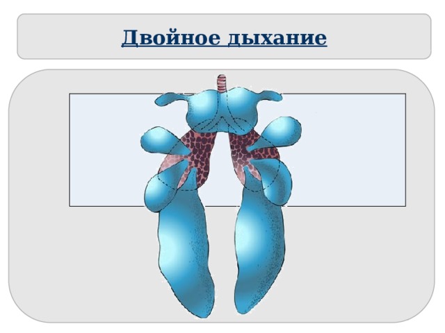 У рептилий двойное дыхание. Двойное дыхание у птиц. Двойное дыхание. Схема двойного дыхания у птиц. Схема процесса двойного дыхания птицы с условными обозначениями.