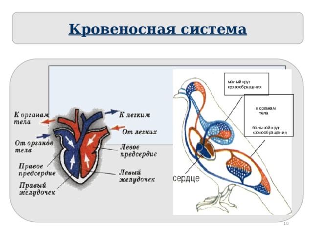 Внутреннее строение птиц кровеносная система. Малый круг кровообращения у птиц. Малый круг кровообращения у птиц схема. Схема кровообращения птиц