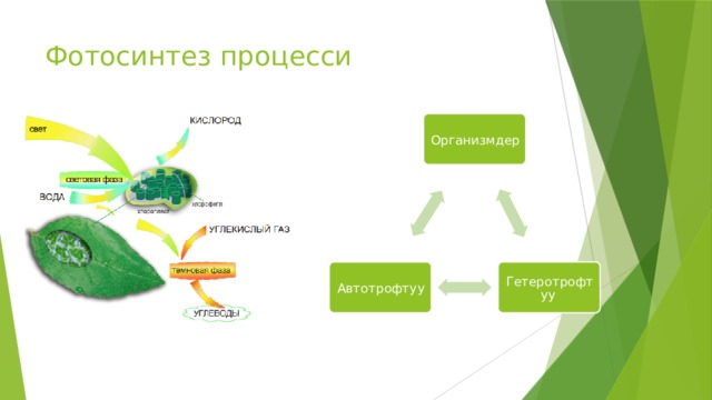Фотосинтез процесси Организмдер Гетеротрофтуу Автотрофтуу 