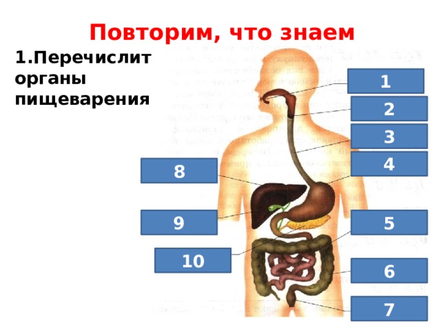 Из перечисленных органов