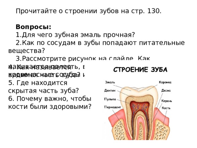 Корень зуба покрыт