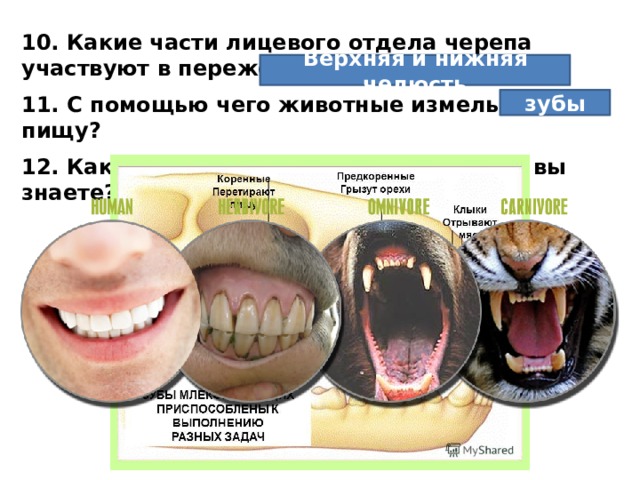 На диаграмме показано число зубов у некоторых млекопитающих сколько зубов у волка