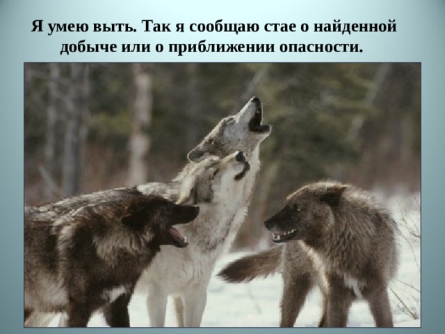 Я умею выть. Так я сообщаю стае о найденной добыче или о приближении опасности. 