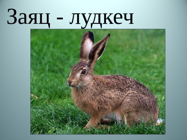 Заяц - лудкеч 