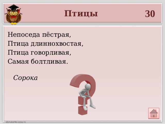 Сорока 30 Птицы Непоседа пёстрая, Птица длиннохвостая, Птица говорливая, Самая болтливая. 