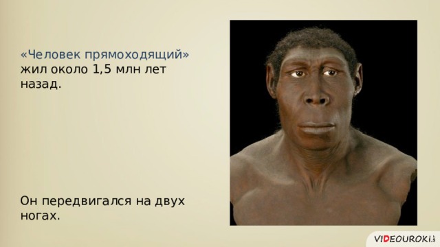 «Человек прямоходящий» жил около 1,5 млн лет назад.  Он передвигался на двух ногах. 