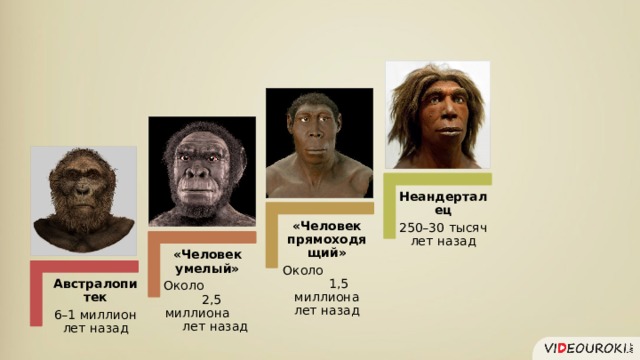 Неандерталец 250–30 тысяч лет назад «Человек прямоходящий» Около 1,5 миллиона лет назад «Человек умелый» Около 2,5 миллиона лет назад Австралопитек 6–1 миллион лет назад 